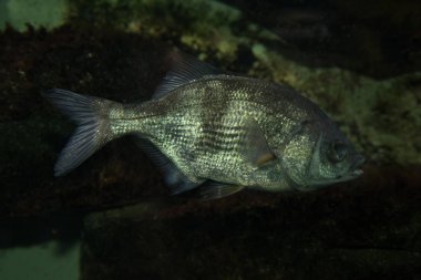Levrek (Rhacochilus vacca kazık).