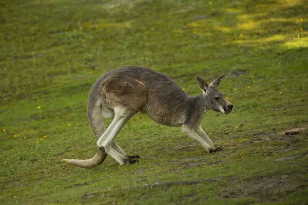 Κόκκινο Καγκουρό Macropus Rufus — Φωτογραφία Αρχείου