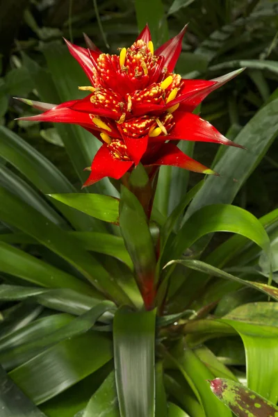 Vertegenwoordiger Van Bromeliafamilie Tropische Plant Guzmania — Stockfoto