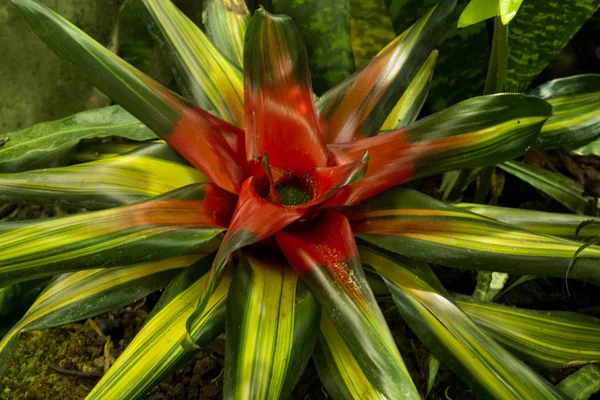 Vertegenwoordiger Van Bromeliafamilie Plant Neoregelia Carolinae — Stockfoto