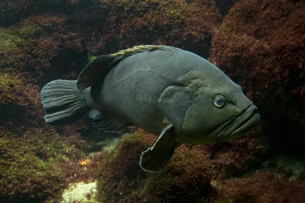 Dusky Grouper Epinephelus Marginatus — Stockfoto