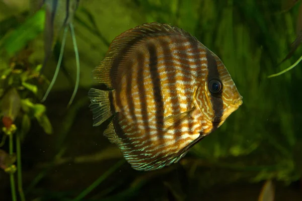 Disco Castanho Disco Azul Symphysodon Aequifasciatus — Fotografia de Stock