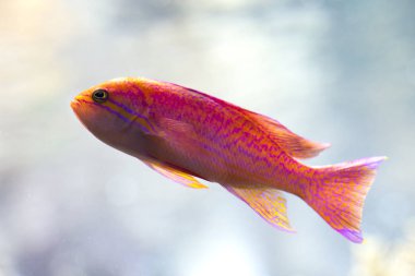 Goldie (Pseudanthias bimaculatus Two-spot basslet, twospot veya twinspot anthias, bimac anthias, mor).