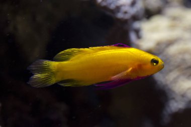 Gramma dejongi (Küba gramma).