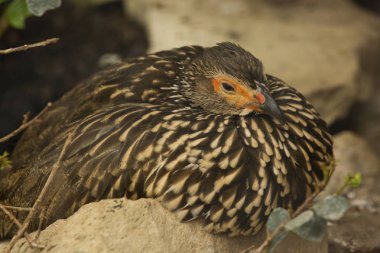 Sarı boyunlu, sarı boyunlu francolin (Pternistis lökoscepus).