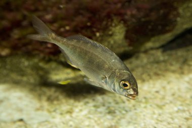Ortak pandora (Pagellus erythrinus).