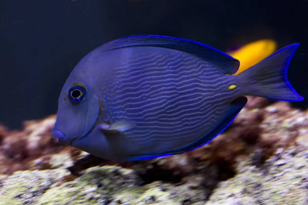 Atlantic blue tang, blue barber, blue doctorfish, blue tang surgeonfish, yellow barber, yellow doctorfish (Acanthurus coeruleus).