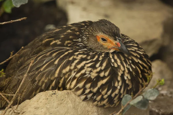 Yellow Necked Spurfowl Yellow Necked Francolin Pternistis Leucoscepus — Stock Photo, Image