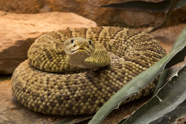 Mexican West Coast Rattlesnake Mexican Green Rattler Crotalus Basiliscus — Stock Photo, Image