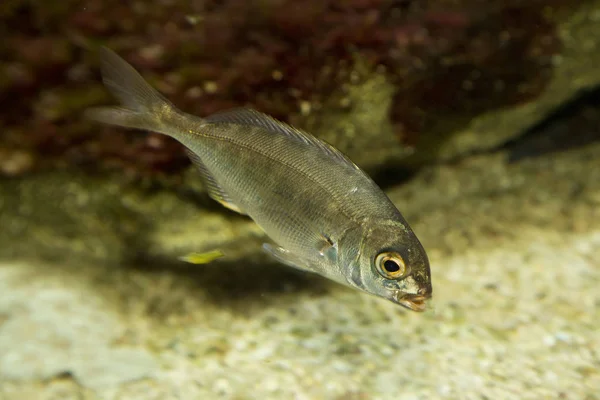 Gemeenschappelijke Pandora Pagellus Erythrinus — Stockfoto