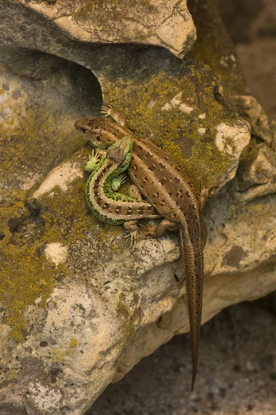 Homokgyík Lacerta Agilis — Stock Fotó