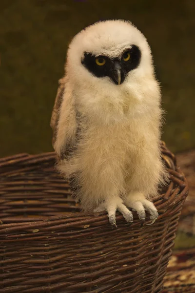 Coruja Espectacled Pulsatrix Perspicillata — Fotografia de Stock