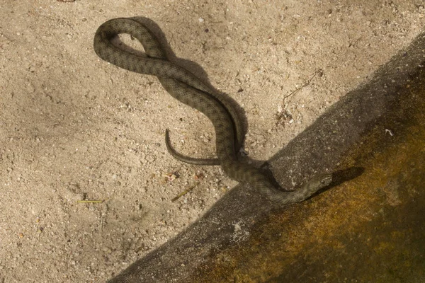 Dice Snake Natrix Tessellata — Stock Photo, Image