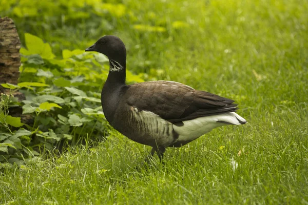 기러기 Branta Bernicla — 스톡 사진