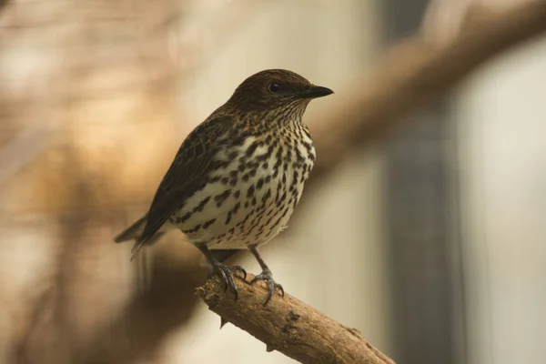 Аметист Старлинг Cinnyricinclus Leucogaster — стоковое фото