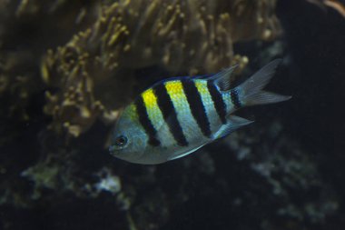 Scissortail Çavuş, striptailed ederler (Abudefduf sexfasciatus).
