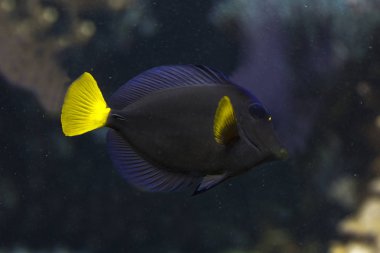 Mor tang, sarıkuyruk tang (Zebrasoma xanthurum).