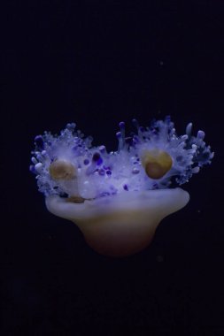 Akdeniz anası, kızarmış yumurta denizanası (Cotylorhiza tuberculata).