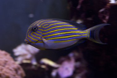 Çizgili surgeonfish, mavi şeritli surgeonfish, pijama tang, çizgili surgeonfish, zebra surgeonfish (Acanthurus lineatus).