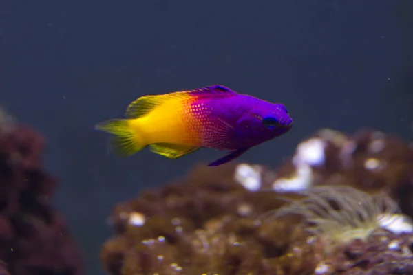 Peri Basslet (Gramma loreto).