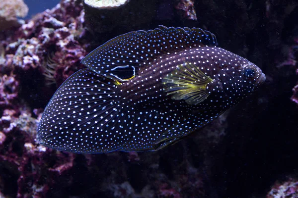 Cometa Betta Marina Calloplesiops Altivelis — Foto de Stock