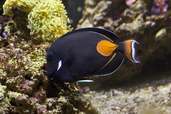 Achille Tang Achille Surgeonfish Acanthurus Achilles — Foto Stock