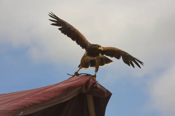 Golden Eagle Aquila Chrysaetos — Stock Photo, Image