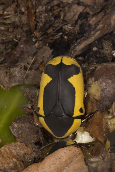 Escarabajo Negro Amarillo Africano Pachnoda Ephippiata — Foto de Stock