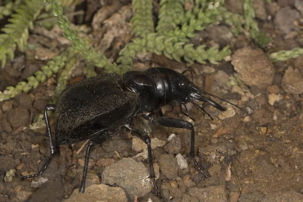 タイガー ビートル Manticora Scabra — ストック写真