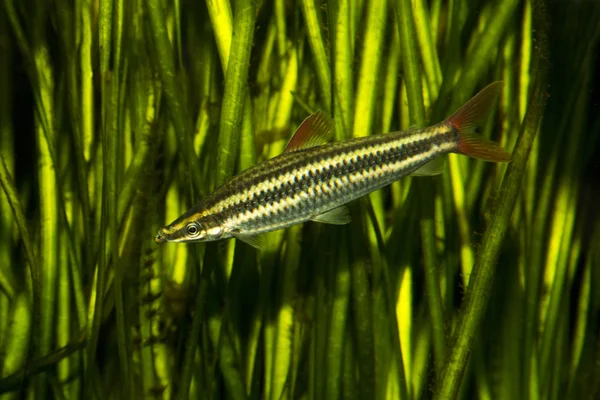  Headstander, çizgili anostomus, çizgili anastomus (Anostomus anostomus çizgili).