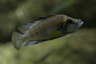 Sıkıştırılmış Çiklid (Altolamprologus compressiceps).