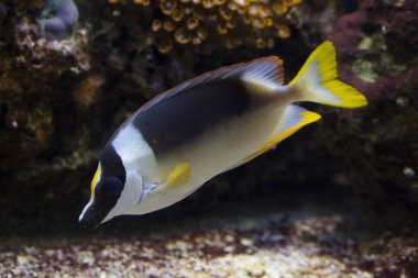 Muhteşem kedisi (Siganus magnificus).