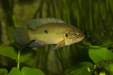 Nil melek balığı (Hemichromis letourneuxi). 