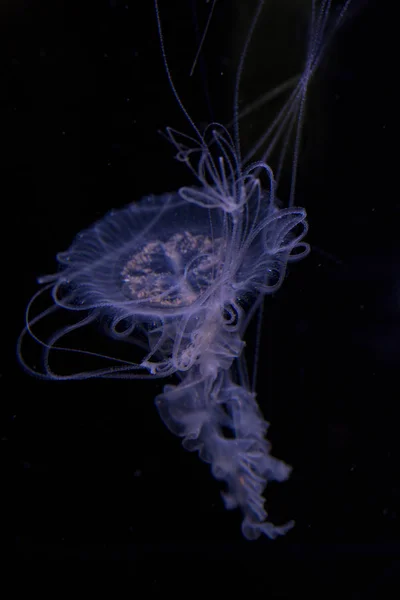 Medusas Amakusa Medusas Malásia Sanderia Malayensis — Fotografia de Stock