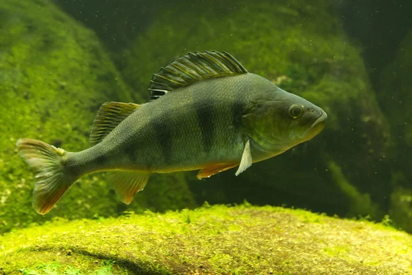 Poleiro Comum Perca Fluviatilis — Fotografia de Stock