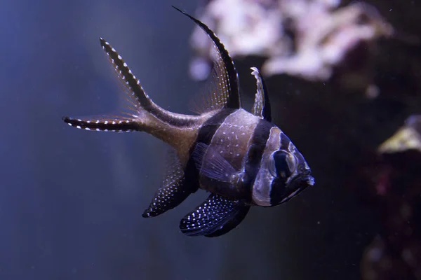 Pesce Cardinale Banggai Pterapogon Kauderni — Foto Stock