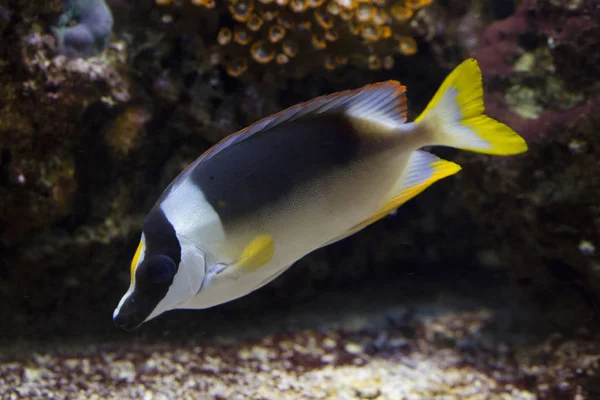 Prachtige Rabbitfish Siganus Magnificus — Stockfoto