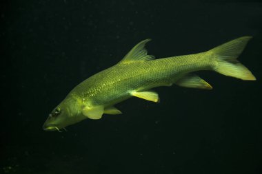 Avrupa karakeçi (barbus barbus).