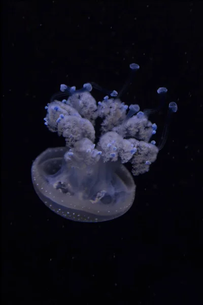 Flytande Bell Australiska Fläckig Maneter Vit Prickiga Jellyfish Phyllorhiza Punctata — Stockfoto