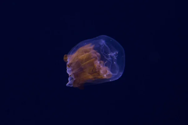 Наперсток Медузы Linuche Unguiculata — стоковое фото