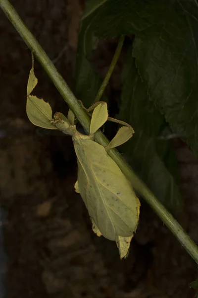 Liść Owady Phyllium Celebicum — Zdjęcie stockowe