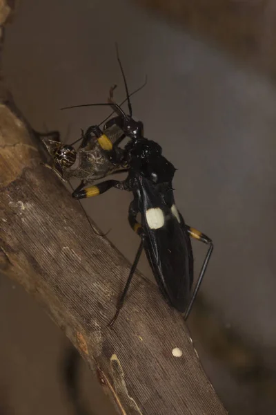 Fallo Asesino Dos Manchas Platymeris Biguttatus —  Fotos de Stock