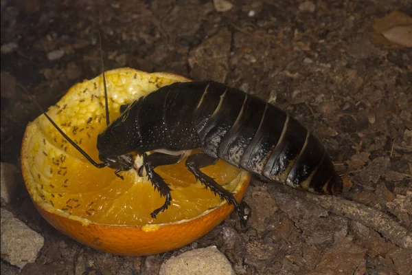 Madagaskar Sycząc Karaluch Princisia Vanwaerebeki — Zdjęcie stockowe