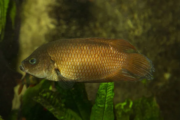 Belontia Belontia Signata — Stockfoto