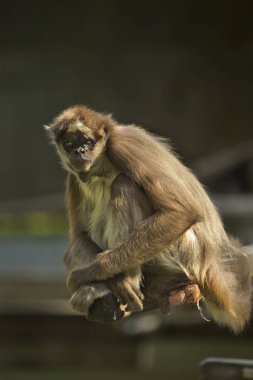 Kahverengi örümcek maymun, alacalı örümcek maymun (Ateles hybridus).