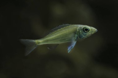 Tanganika callochromis (Callochromis stappersi).