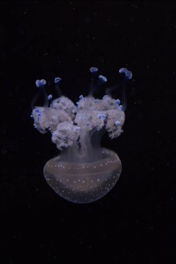 Kayan bell, Avustralya denizanası, Beyaz benekli jellyfish(Phyllorhiza punctata tespit).