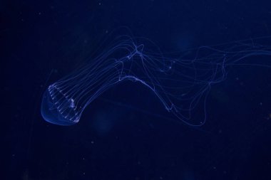  Hydrozoan denizanası (Tima formosa).