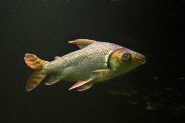  Flagtail gözü nitelik (Semaprochilodus taeniurus).