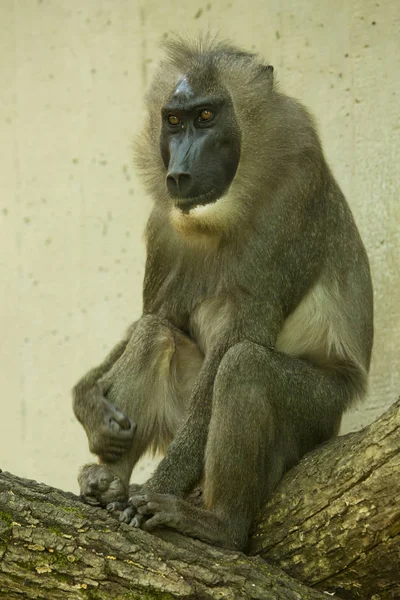 Drill Monkey Mandrillus Leucophaeus — Stock Photo, Image